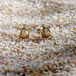 New Histoire d'Or Boucles D'oreilles Puces Almahae Tortue Or Jaune